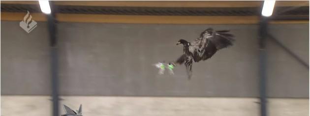 Eagles Taught To Capture Drones – Video